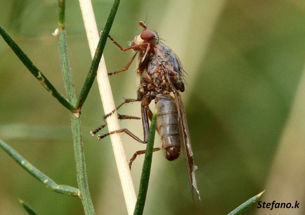 Maschio di Dryomyza flaveola (Dryomyzidae)